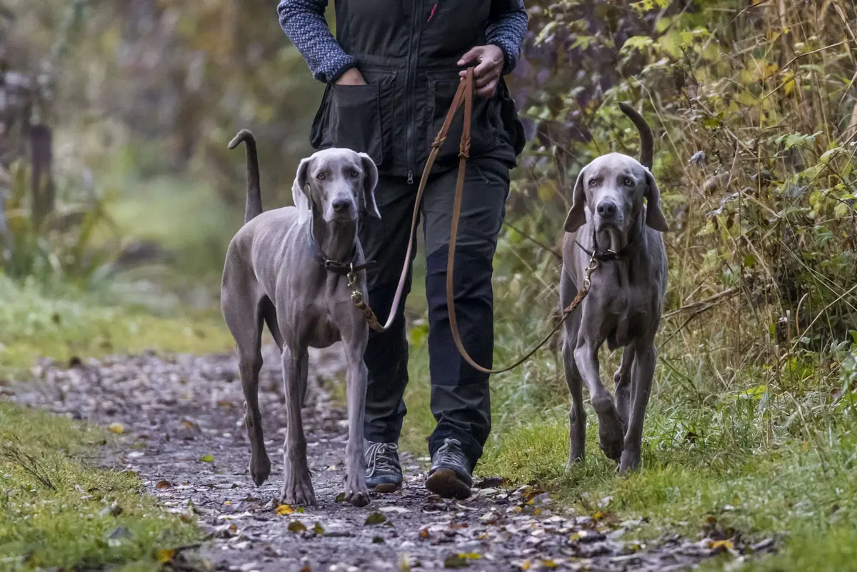 Hundetraining Dogs & Bones